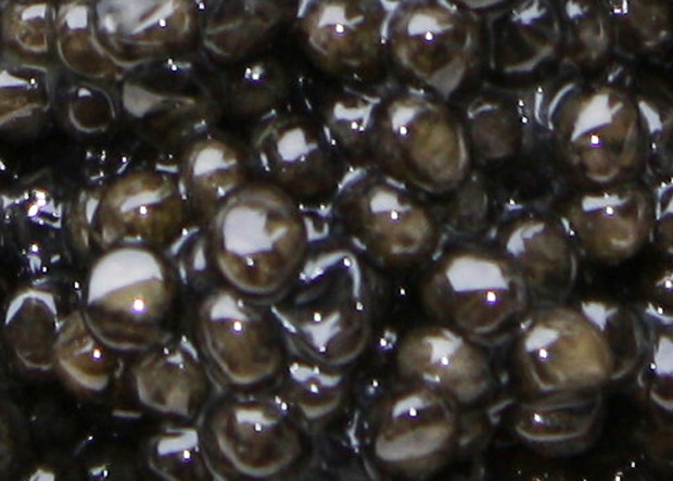 Beluga Stör Caviar