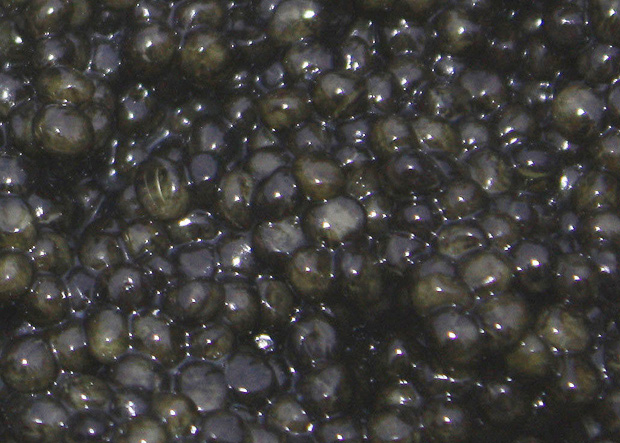 Sibirischer Stör Caviar